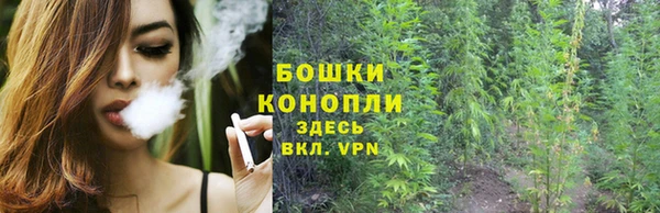 прущие грибы Алзамай